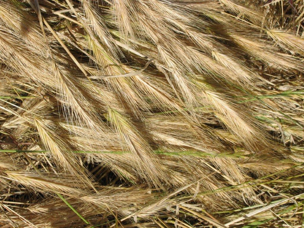 Foxtail  The Grass Awn Project