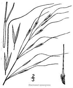 Blackseed Speargrass