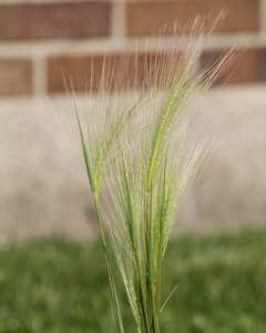 Foxtail barley The Grass Awn Project