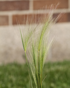 Foxtail Barley