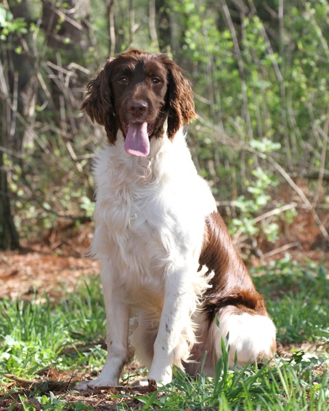 Pinecroft Taylor’s Big Boy, “XL”