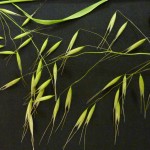 Cheatgrass in Dallas