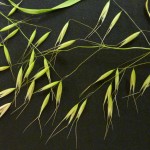 Cheatgrass in Dallas