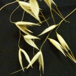 Cheatgrass in Dallas