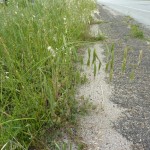 Cheatgrass in Dallas