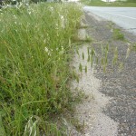 Cheatgrass in Dallas