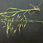 Cheatgrass in Dallas