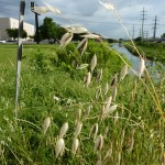 Cheatgrass in Dallas