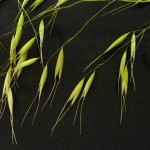 Cheatgrass in Dallas