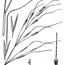 Blackseed Speargrass