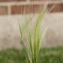 Foxtail Barley